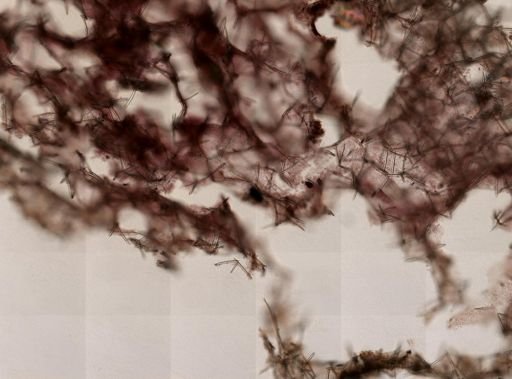 Isodictya palmata