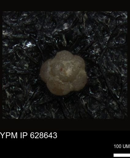 undet. Foraminiferida