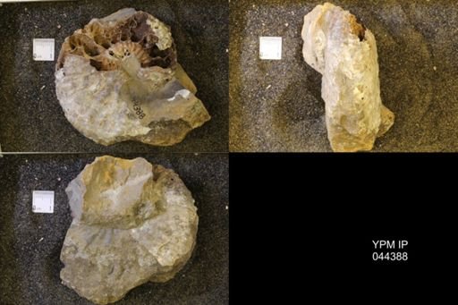 Jeletzkytes nebrascensis