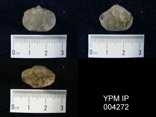 Rhynchonella parallelopipeda