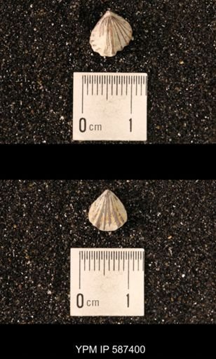 Camarotoechia whitei
