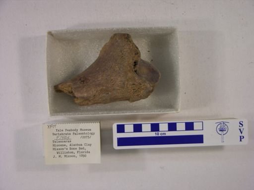 Teleoceras fossiger