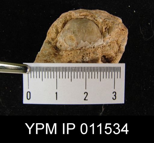 Avonia signata