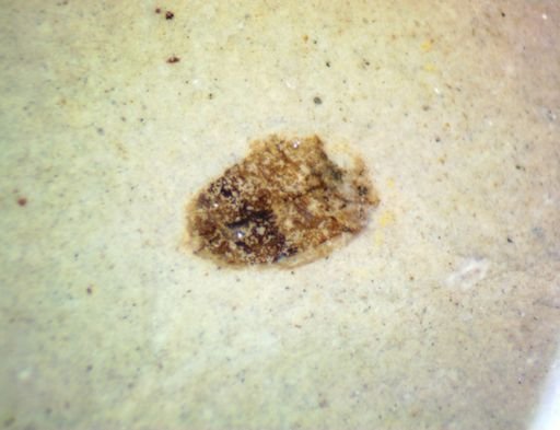 undet. Coleoptera