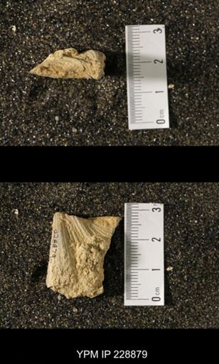 Neospirifer triplicatus