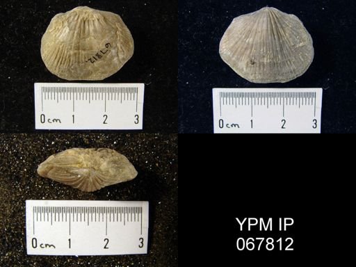 Orthostrophia strophomenoides