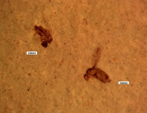 undet. Diptera