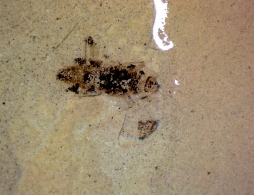 undet. Hexapoda