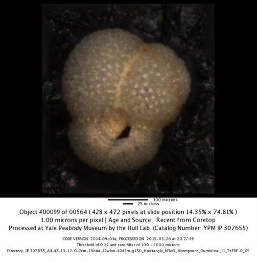 undet. Foraminiferida