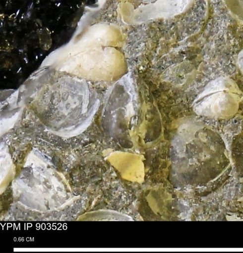 Corbulamella sp.
