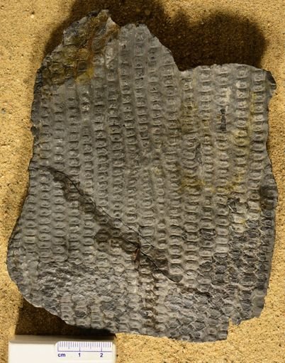 Sigillaria hexagona