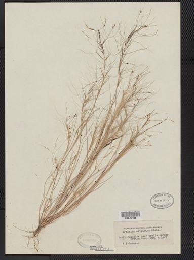 Aristida oligantha