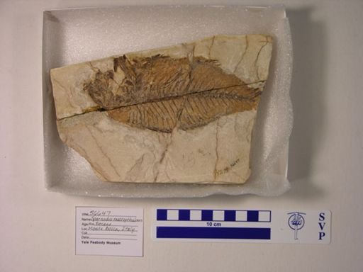 cf. Sparnodus macrophthalmus