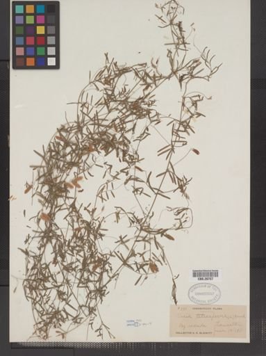Vicia tetrasperma