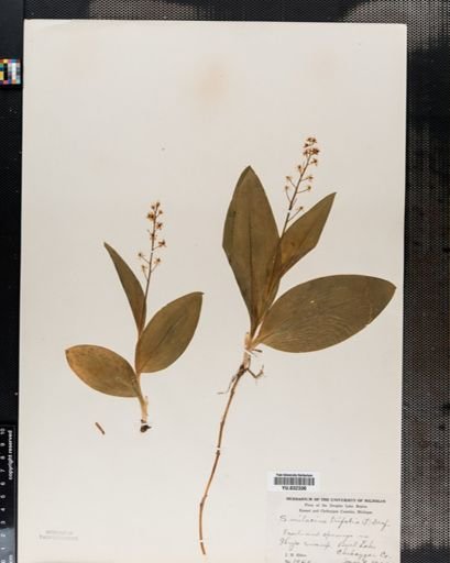 Maianthemum