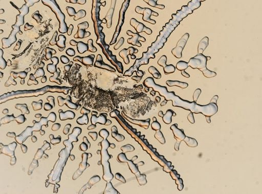 Synidotea nodulosa