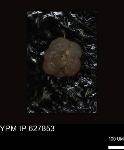 undet. Foraminiferida