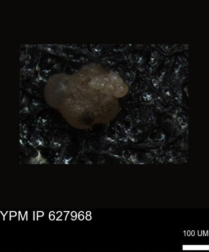 undet. Foraminiferida