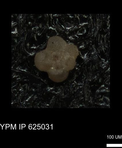 undet. Foraminiferida