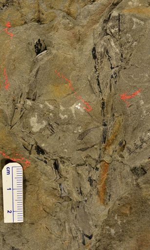 Sphenophyllum cuneifolium