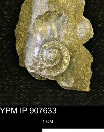 undet. Ammonoidea