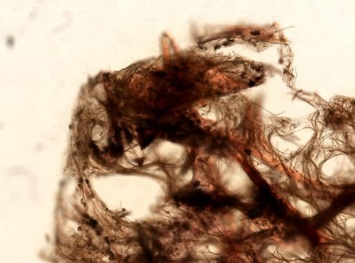Ircinia cf. strobilina