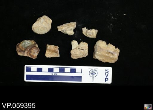 undet. Mosasauridae