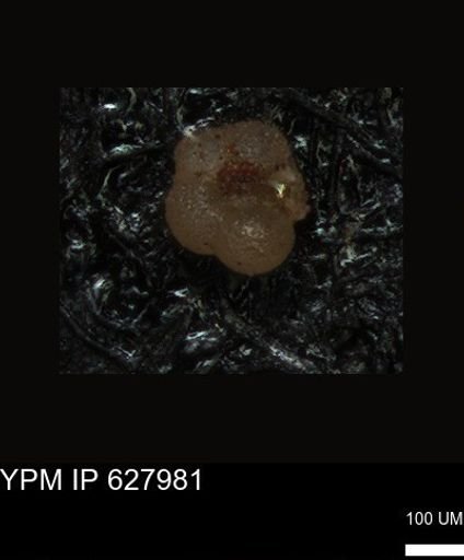 undet. Foraminiferida