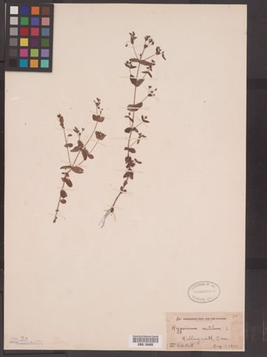 Hypericum mutilum