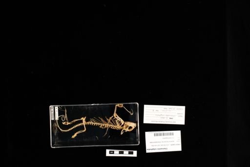 Chamaeleo calyptratus