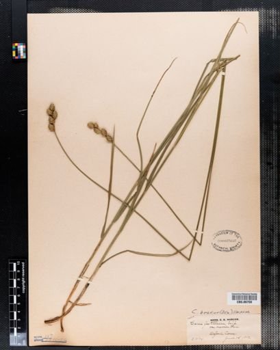 Carex festucacea