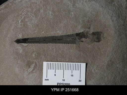 Eurypterus sp.