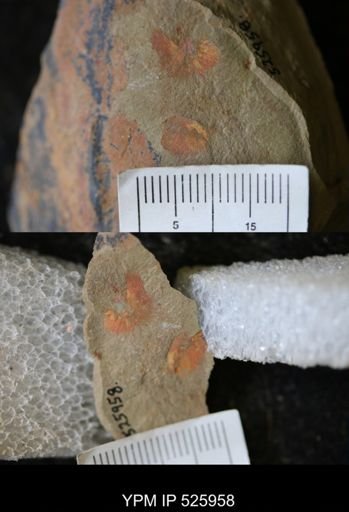 undet. Porifera