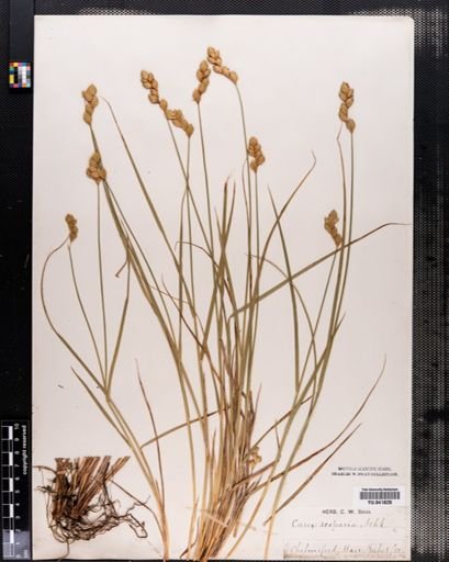 Carex scoparia