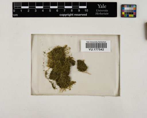 Plantae