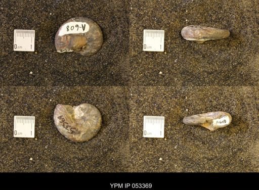 Discoscaphites conradi