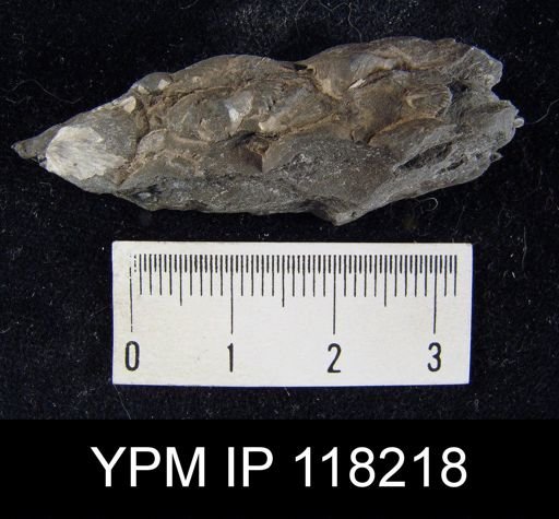 Dalmanella elegantula submedia