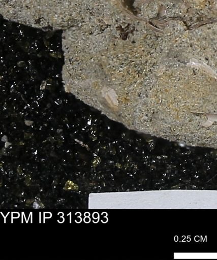 undet. Scaphopoda