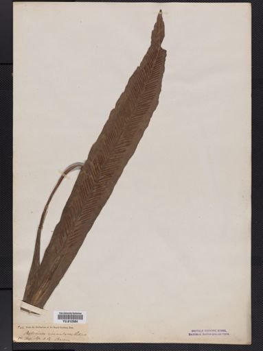 Asplenium
