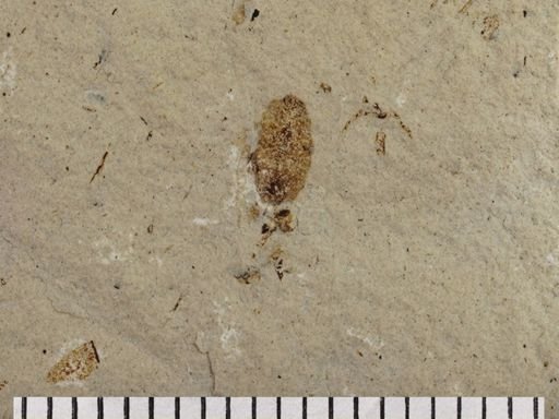 Auchenorrhyncha?