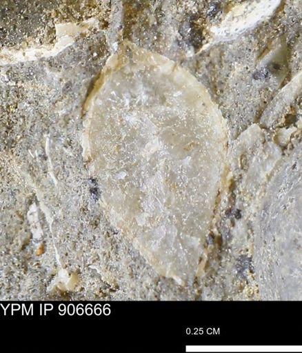 undet. Bivalvia