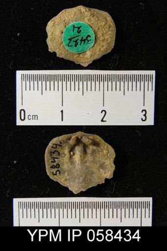 Dalmanella subcarinata