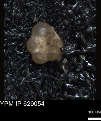 undet. Foraminiferida