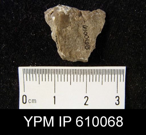 Nucleospira concinna