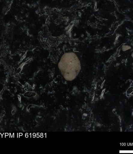 undet. Foraminiferida