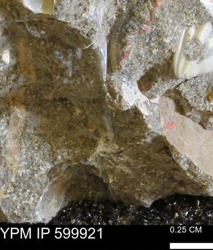 undet. Bivalvia