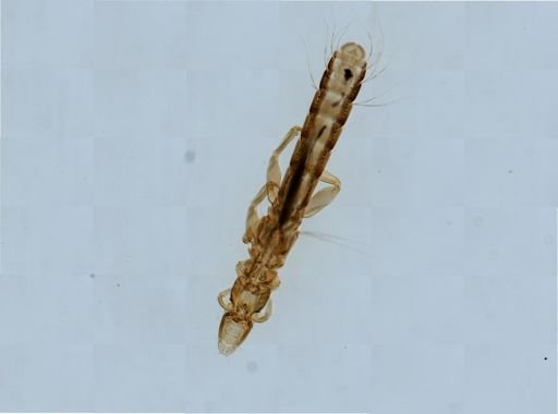 Columbicola columbae