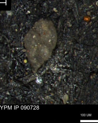 Bimonilina variana