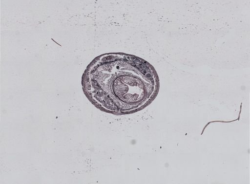 Plagiostomum cinctum