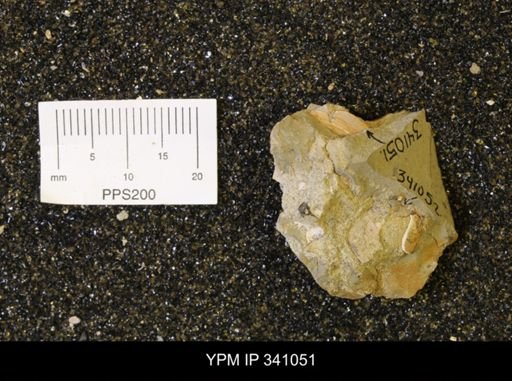 undet. Bivalvia